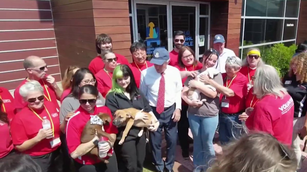 Delaware Makes the Rescue Dog the Official State Dog NBC10 Philadelphia