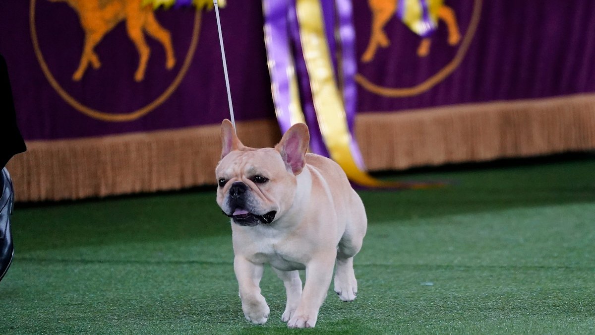 America's Favorite Dog Breed, the Frenchie, Is a Dog-Show Contender – NBC10 Philadelphia - Vimarsana News