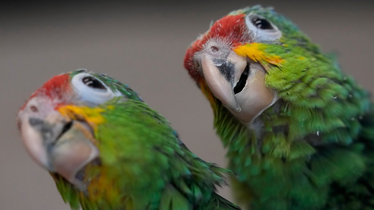 Miami Airport Customs Find Smuggled Parrot Eggs After Hatchlings Chirp – NBC10 Philadelphia - Vimarsana News