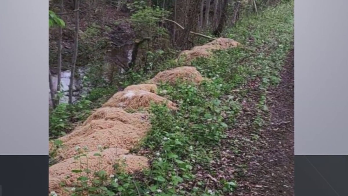 NJ Pasta Dump: Old Bridge Mystery Solved – NBC10 Philadelphia - Vimarsana News