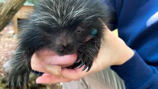 baby porcupine in handler's hands