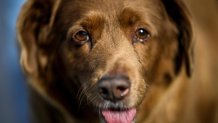 A picture taken on February 12, 2023 shows Bobi, a 30 year-old Portuguese dog that has been declared the world's oldest dog by Guinness World Records, at his home in the village of Conqueiros near Leiria. (Photo by PATRICIA DE MELO MOREIRA / AFP) (Photo by PATRICIA DE MELO MOREIRA/AFP via Getty Images)