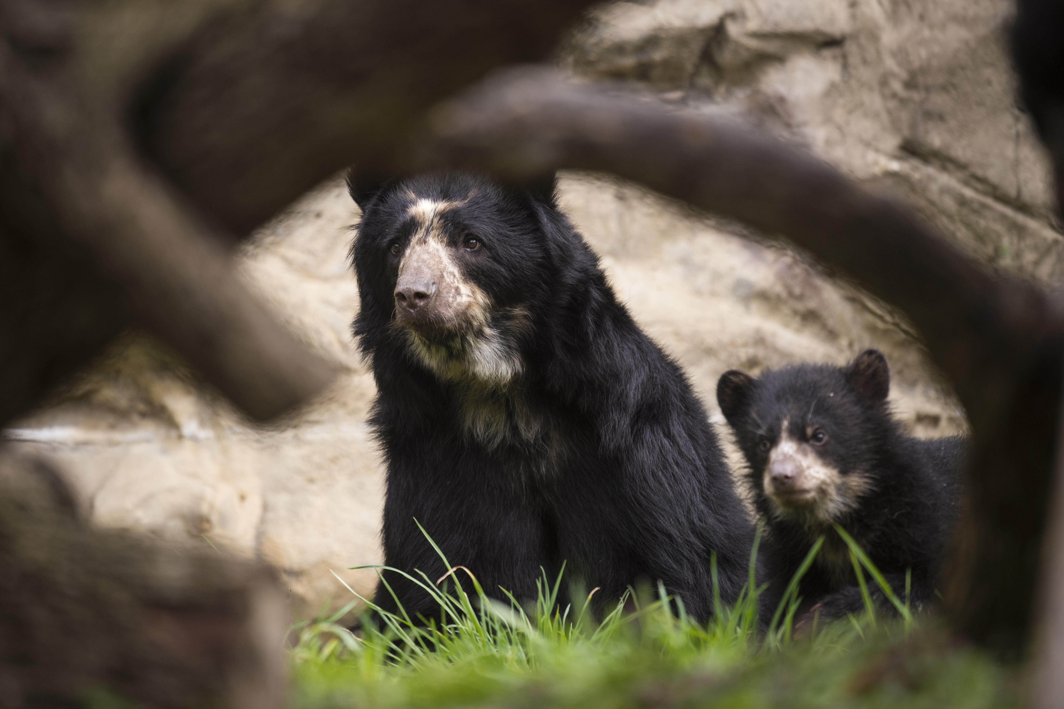 Meet Billie Jean: Cape May County Zoo's New Spectacled Bear