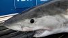 Great White Shark Spends Memorial Day at Jersey Shore