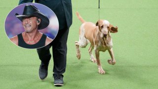 Lepshi, bracco Italiano, a competes in the sporting group competition during the 147th Westminster Kennel Club Dog show, May 9, 2023, at the USTA Billie Jean King National Tennis Center in New York. Lepshi is co-owned by Tim McGraw, (inset).