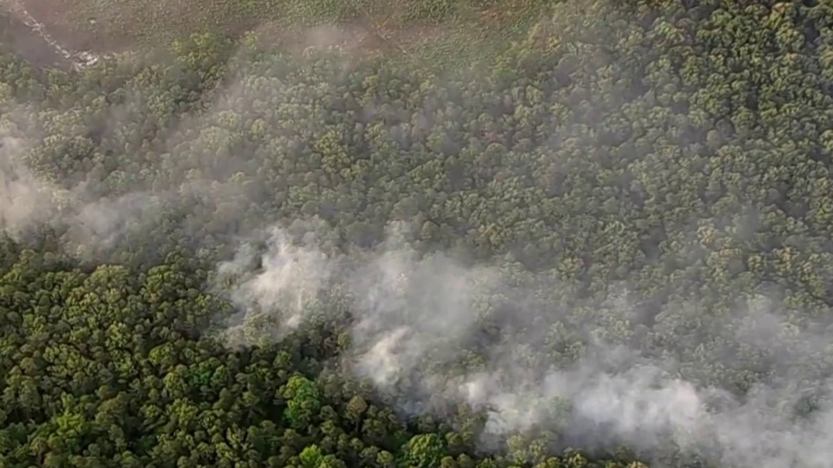 Box Turtle Wildfire Burns 100 Acres in NJ – NBC10 Philadelphia - Vimarsana News