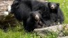 Philly Zoo's Sloth Bear Cubs Named for Philly Heroes