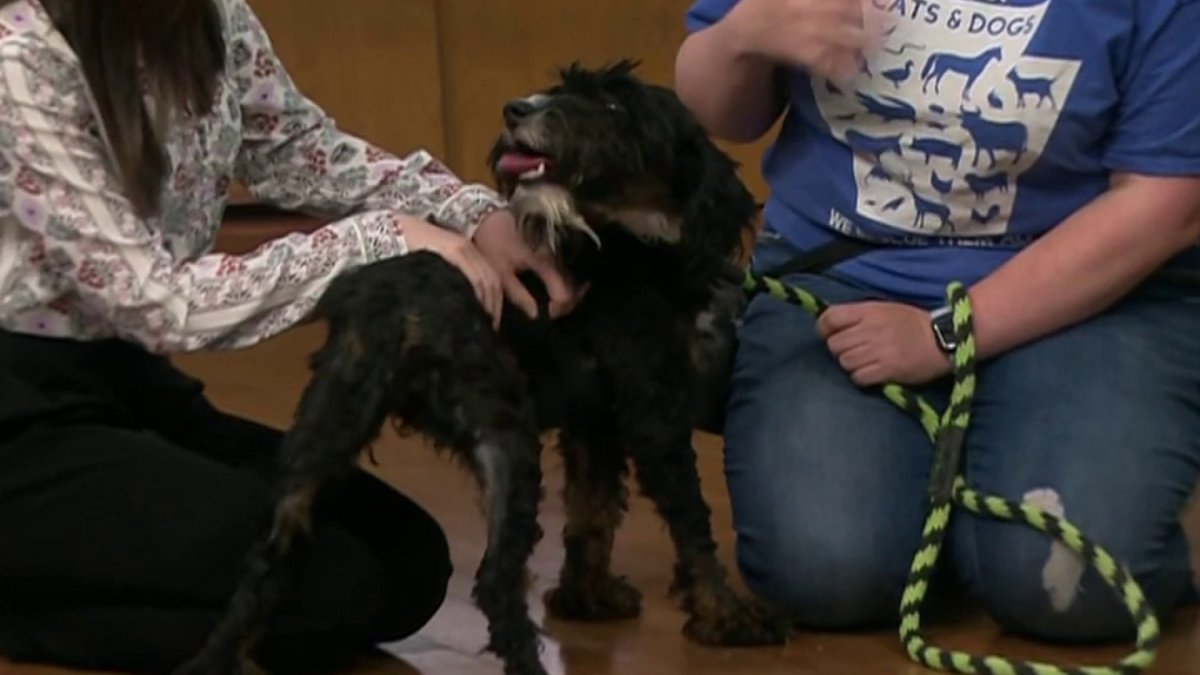 Clear the Shelters Meet Charlie NBC10 Philadelphia
