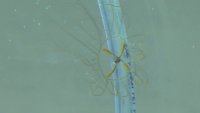 Invasive clinging jellyfish a threat in back bays along the entire Jersey Shore, experts believe