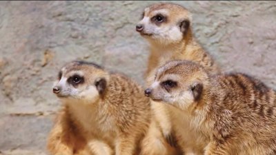 5 Meerkats die after accidentally being poisoned at Philadelphia Zoo, officials say