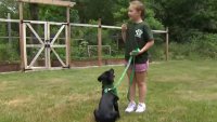 Young girl helps train puppy to become seeing-eye dog