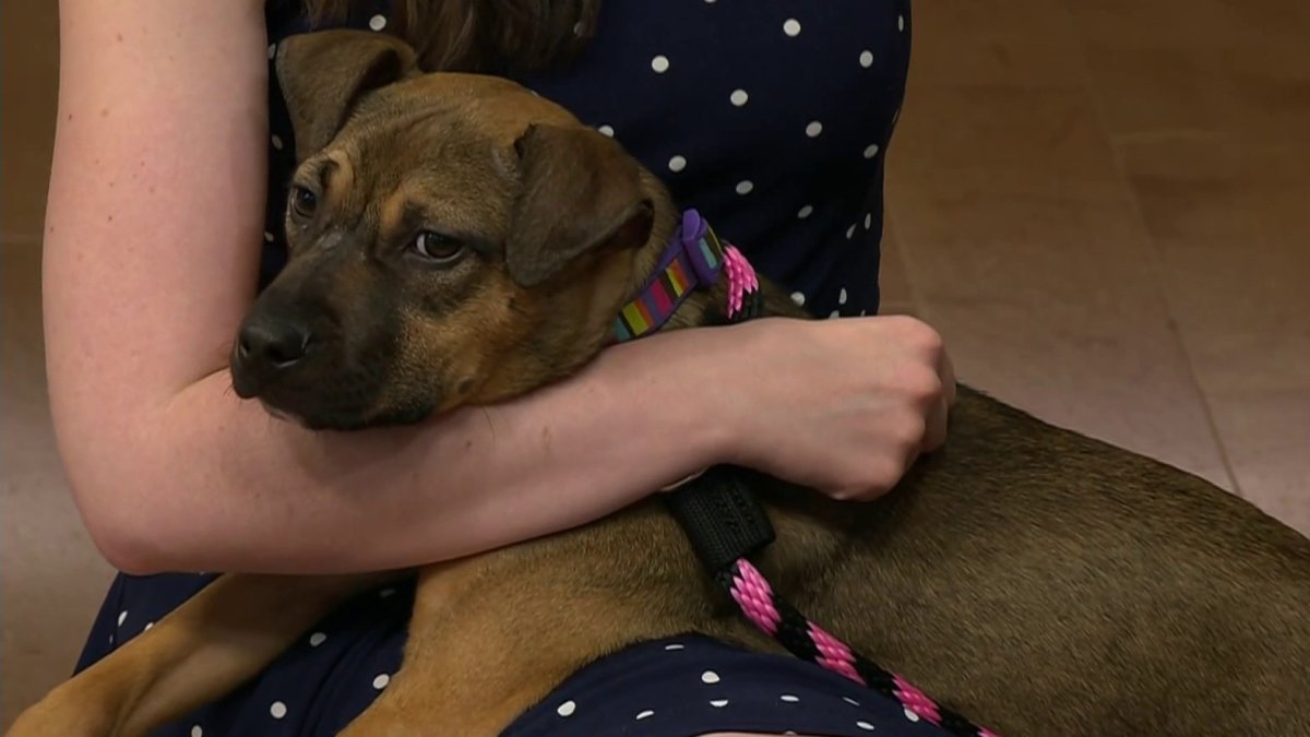 Clear the shelters Meet Amber NBC10 Philadelphia