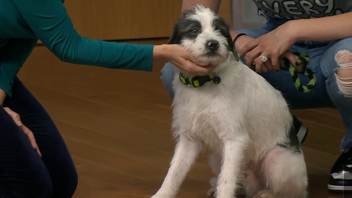 Clear the Shelters Meet Douglas NBC10 Philadelphia