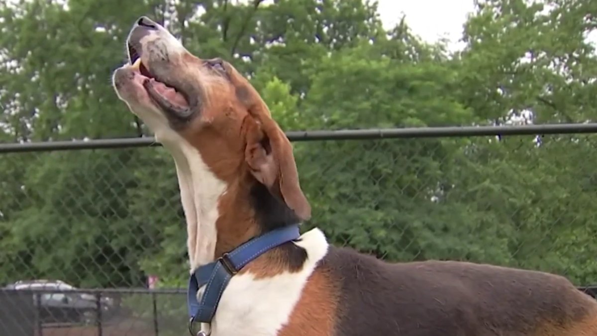 Brandywine Valley SPCA to hold mega pet adoption event this weekend