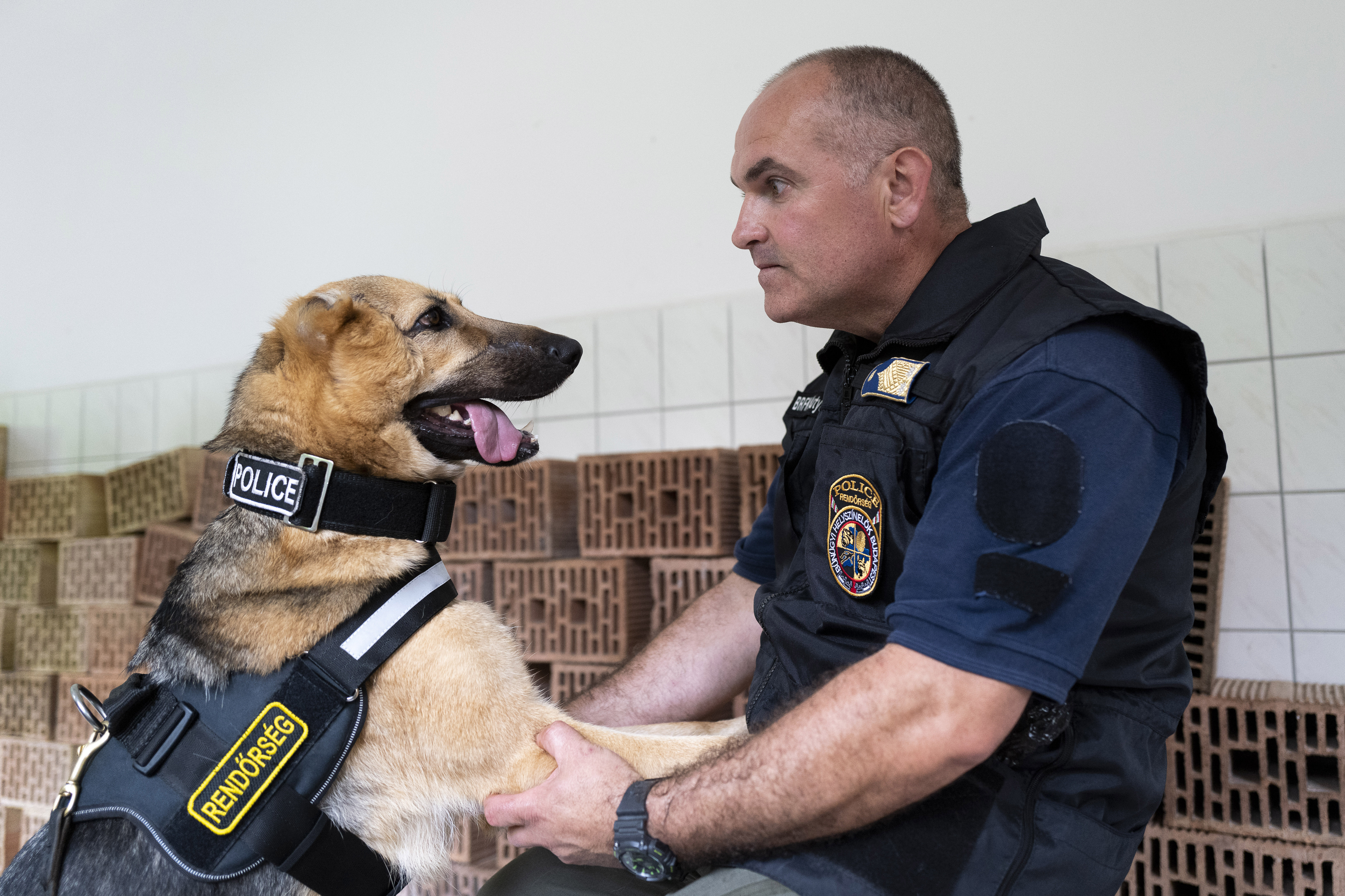 Police Lt. Col. Gyula Desko poses for a photo with Rambo, a German Shepherd, who was injured in Ukraine's embattled Kharkiv region and was later adopted by the Budapest Police's dog squad, in Budapest Hungary. June 6, 2023.