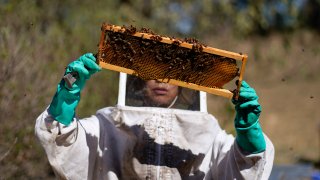 Adriana Veliz searches for the queen bee from the most recent group of bees rescued by the SOS Abeja Negra organization, in Xochimilco, Mexico, Tuesday, June 13, 2023. “We do these rescues because it’s a species that’s in danger of extinction,” said Velíz. (AP Photo/Eduardo Verdugo)