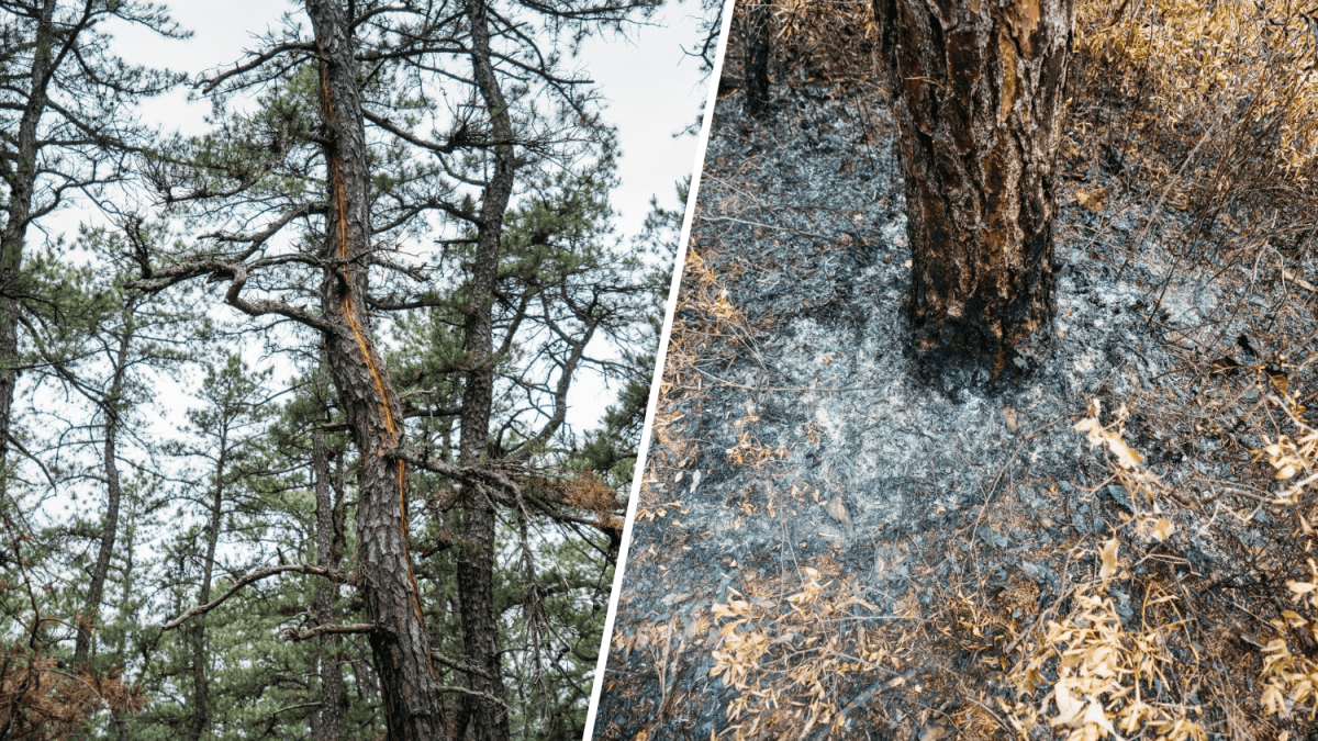 Wildfires in Burlington County caused by lightning, NJ officials say – NBC10 Philadelphia - Vimarsana News