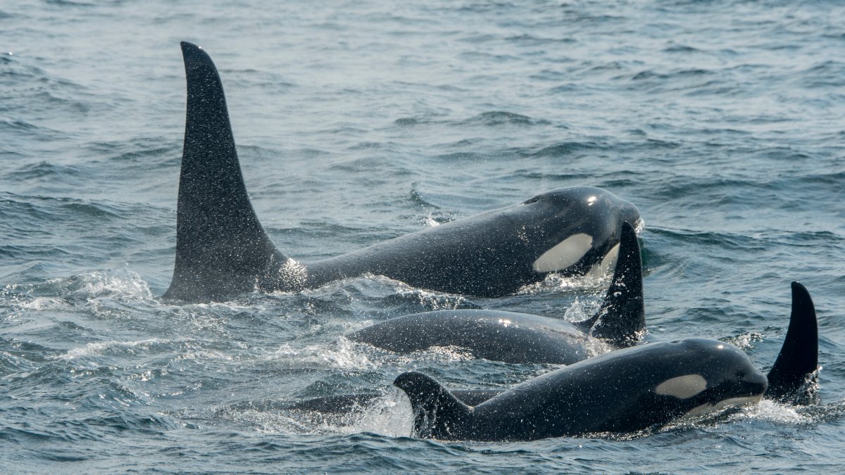 España – NBC10 interrumpe carrera de botes de orcas cerca de Filadelfia