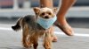 How to keep your pets safe during dangerous air quality levels