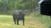 Bull corralled after NJ community told to steer clear
