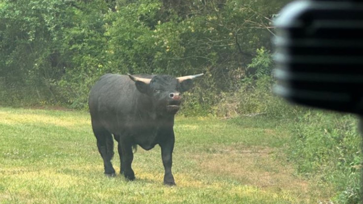 Bull corralled after getting loose in New Jersey community NBC10