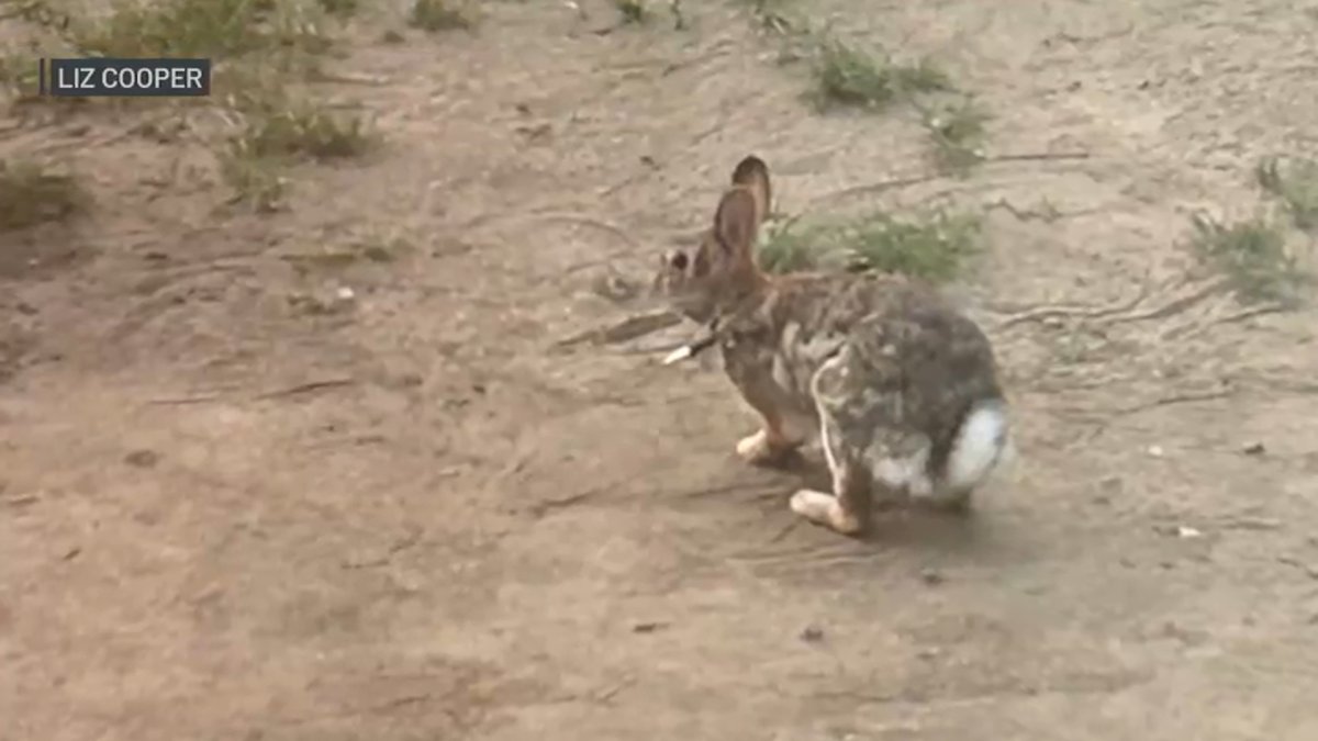 Rabbits Found Shot With Arrows in Needham – NBC10 Philadelphia - Vimarsana News