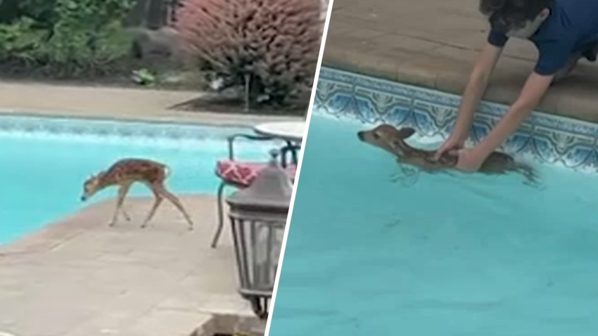A 12-year-old boy on Long Island rescued a deer from his backyard pool after it wandered inside.