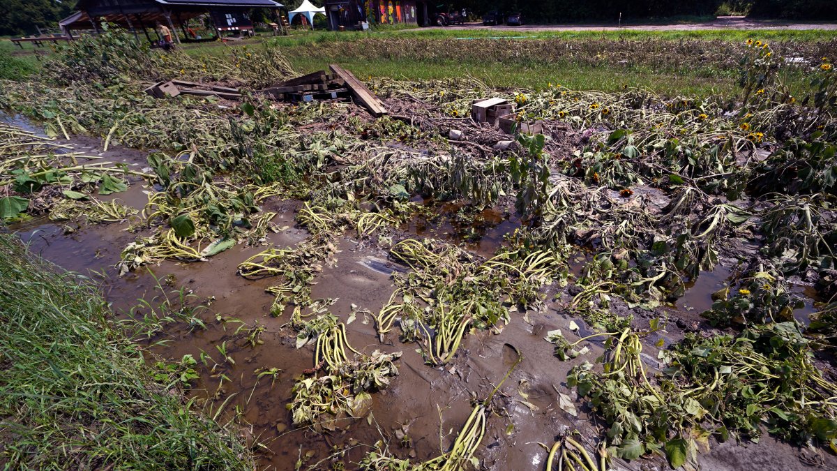 Months of labor and crops swept away in Northeast floods – NBC10 Philadelphia - Vimarsana News