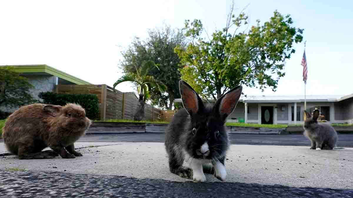 Invasion of domestic rabbits has a Florida suburb hopping into a hunt for new owners – NBC10 Philadelphia - Vimarsana News