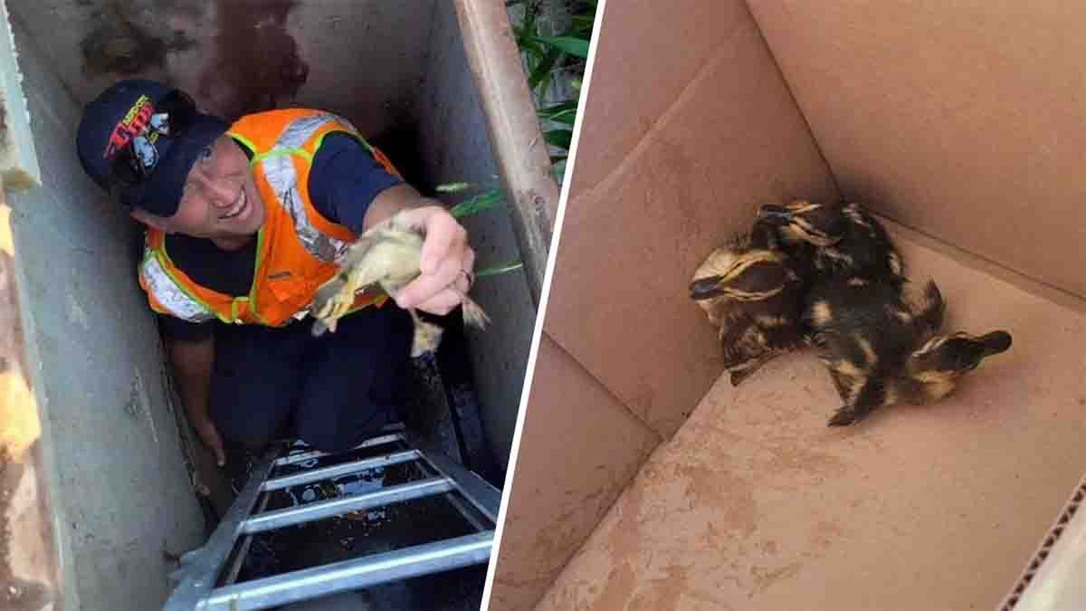 Fire department rescues ducklings from a storm drain in South Dakota ...
