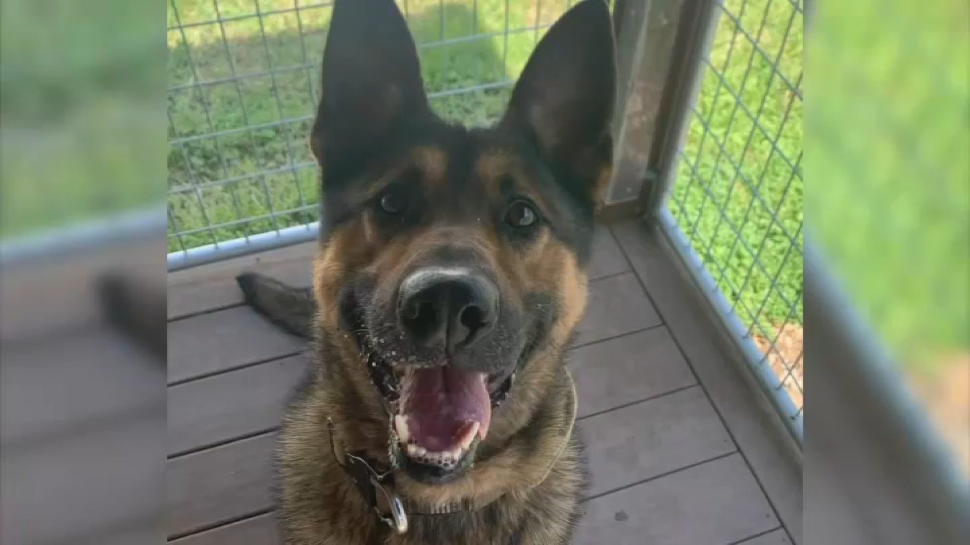 Man steals NJ police car with K9 inside and flees traffic stop ...