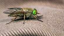 Greenhead flies: The bug that just won't die - The Boston Globe