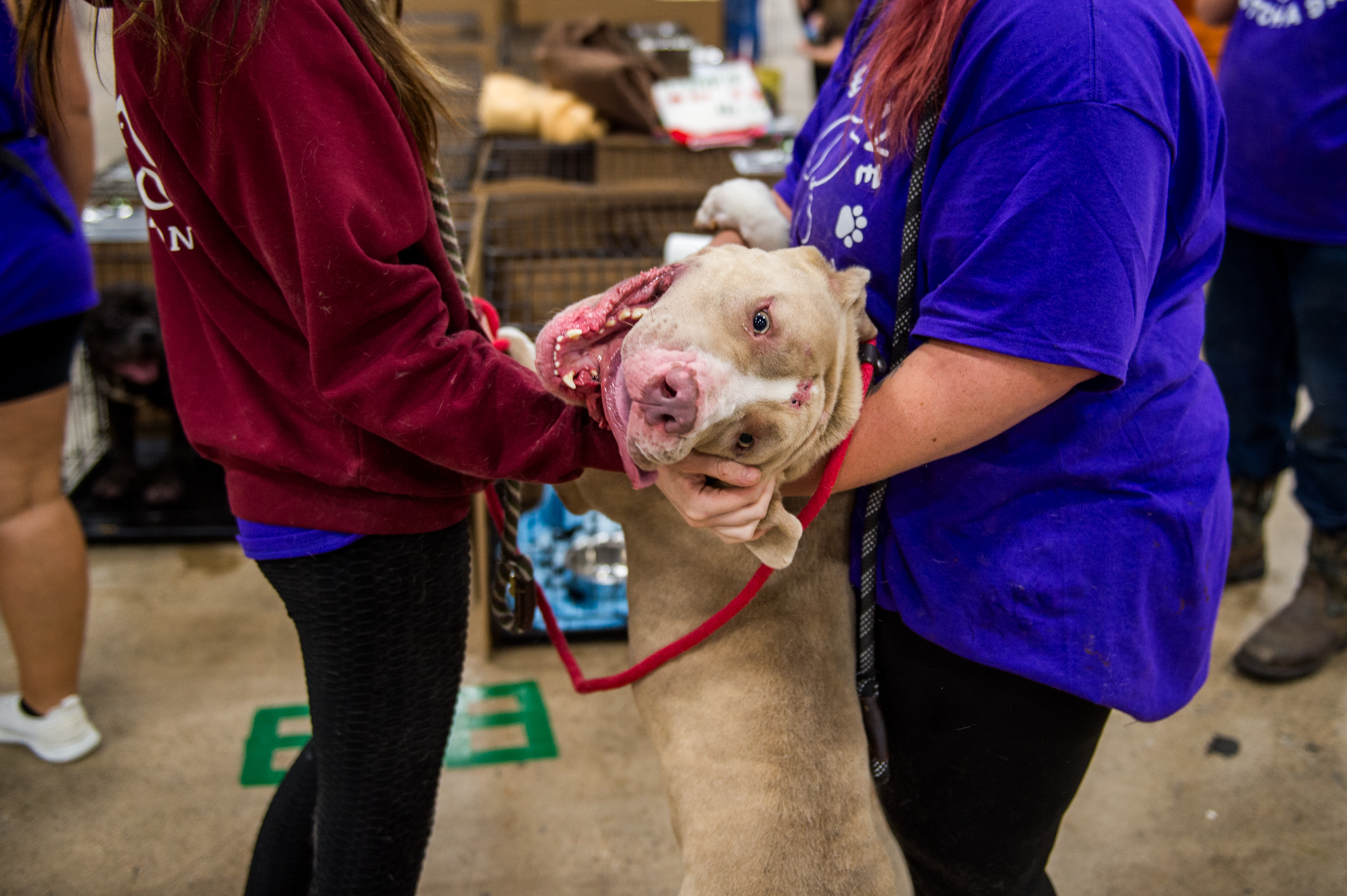 Local Pet Food Company, Bully Max®, To Host Pet Adoption Event to