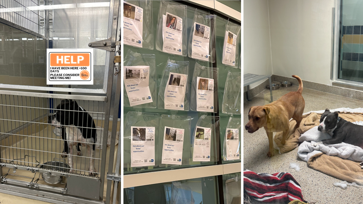 Lost dogs have fueled overpopulation in U.S animal shelters – NBC10 Philadelphia - Vimarsana News