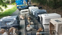 Rescued dogs in cages being transported to PSPCA