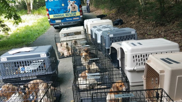 PSPCA rescues about 170 dogs from Poconos. You can adopt the pets ...