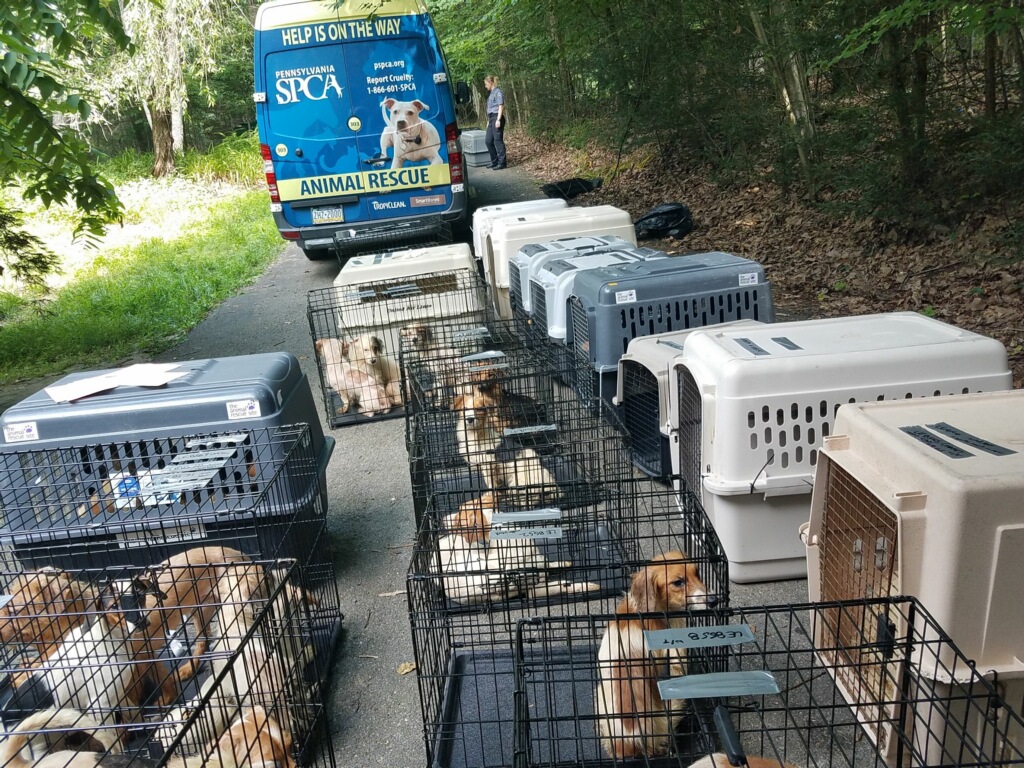Rescued dogs in cages being transported to PSPCA