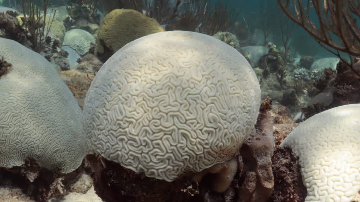 Conditions are ripe for a global coral bleaching event: 'Florida is just the tip of the iceberg' – NBC10 Philadelphia - Vimarsana News