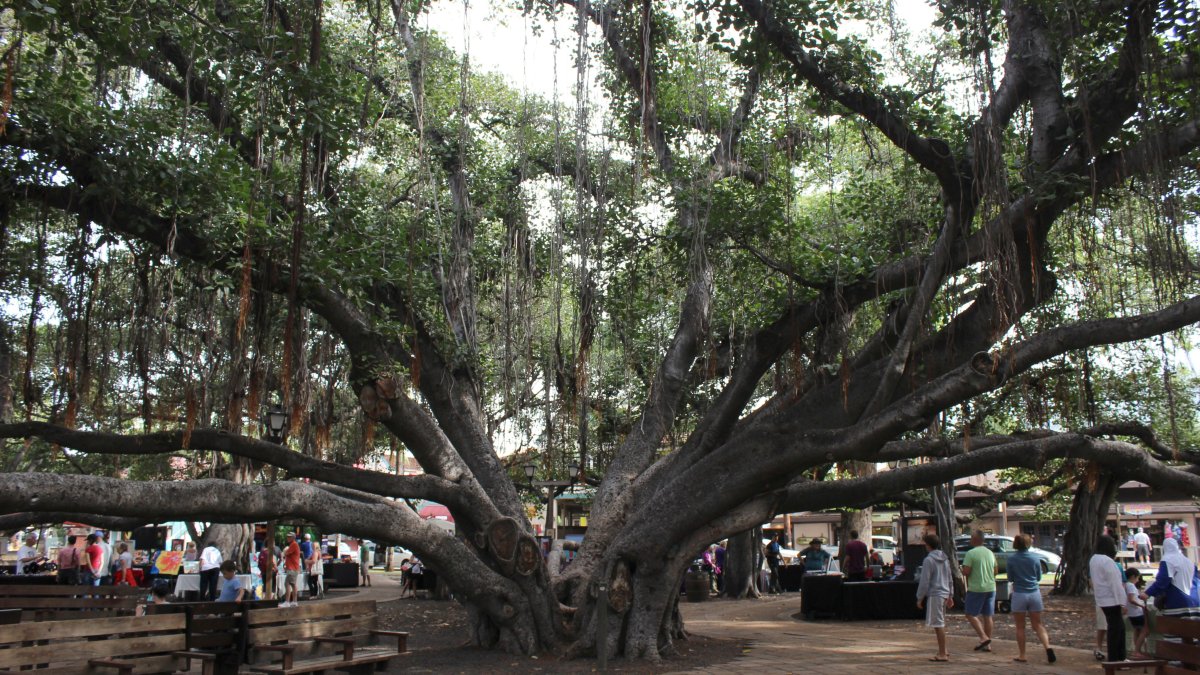 Lahaina’s 150-year-old Banyan Tree Damaged But Standing Amidst Hawaii 