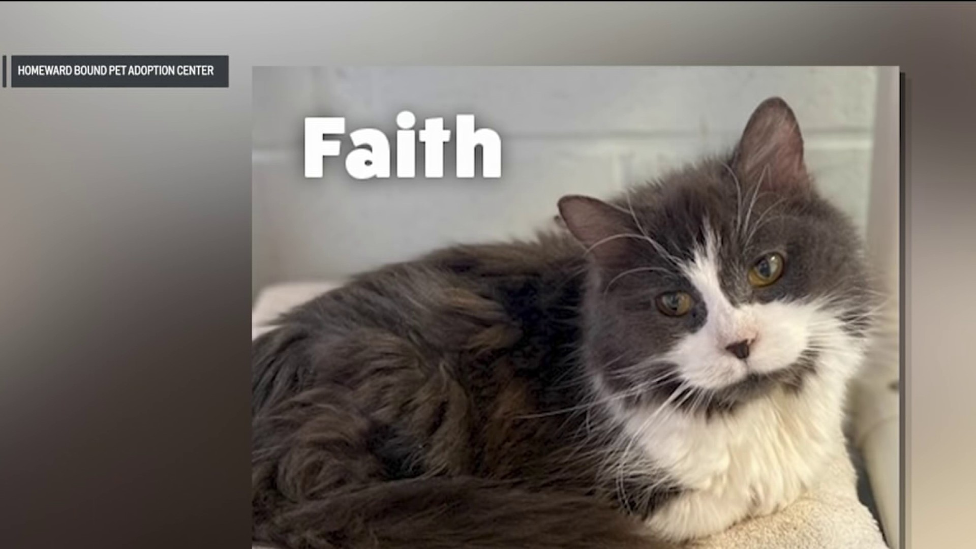 Homeward Bound Pet Adoption Center is full, offering $7 cat adoptions –  NBC10 Philadelphia