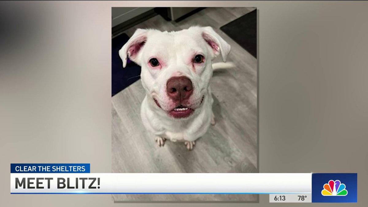 Help these longtime shelter animals get adopted from the Providence