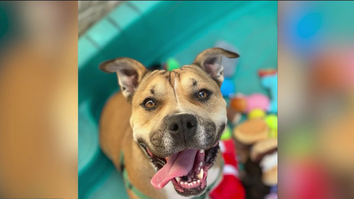 Clear The Shelters Flowerpot Cheeks Duchess Samantha Search For Loving Homes Nbc10 Philadelphia