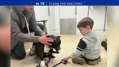 Homeward Bound Pet Adoption Center offering $7 adoption for Super Bowl week