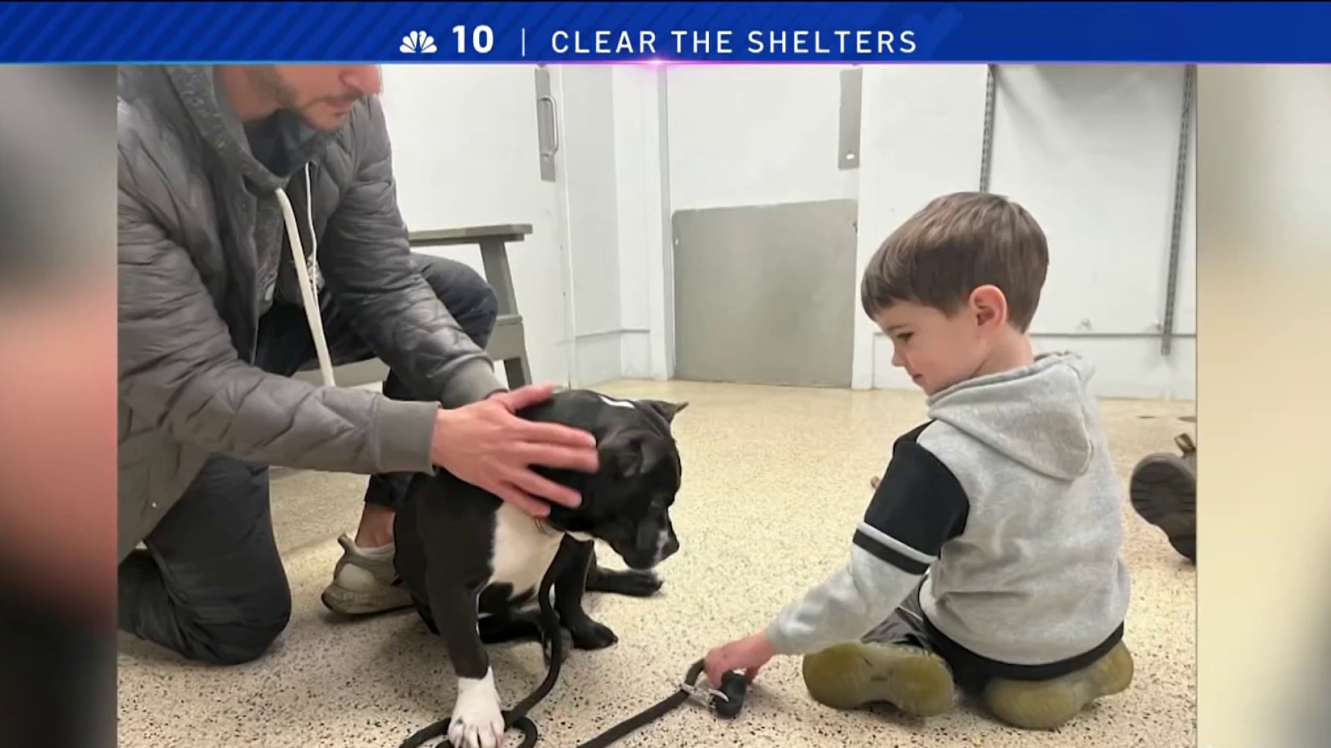 Clear the Shelters: Phillies' Nick Castellanos opens up about his beloved  family dog Lola – NBC10 Philadelphia