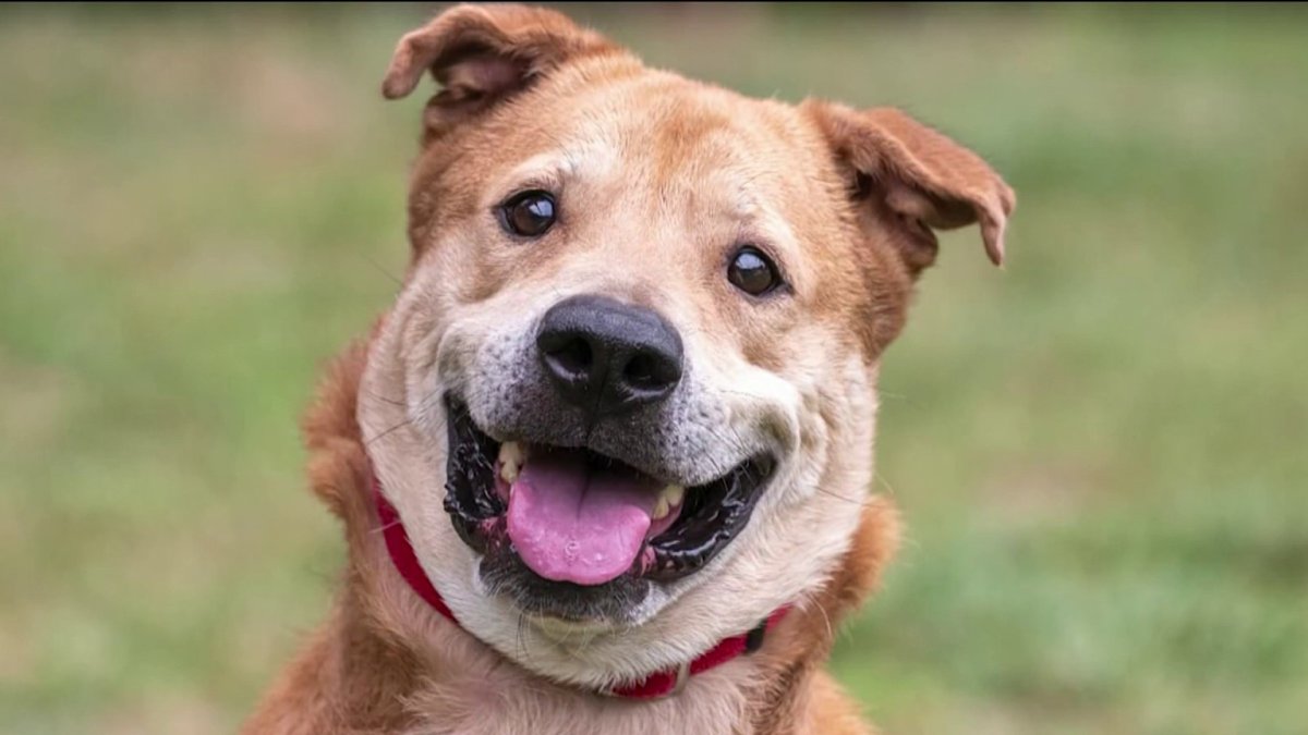 Clear the Shelters: Check out these adorable pets still up for adoption ...