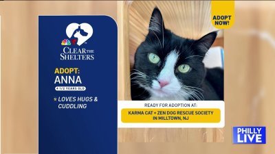 Homeward Bound Pet Adoption Center offering $7 adoption for Super Bowl week