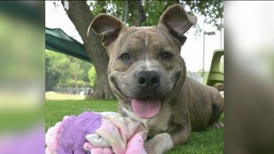 Clear the Shelters: Phillies' Nick Castellanos opens up about his beloved  family dog Lola – NBC10 Philadelphia