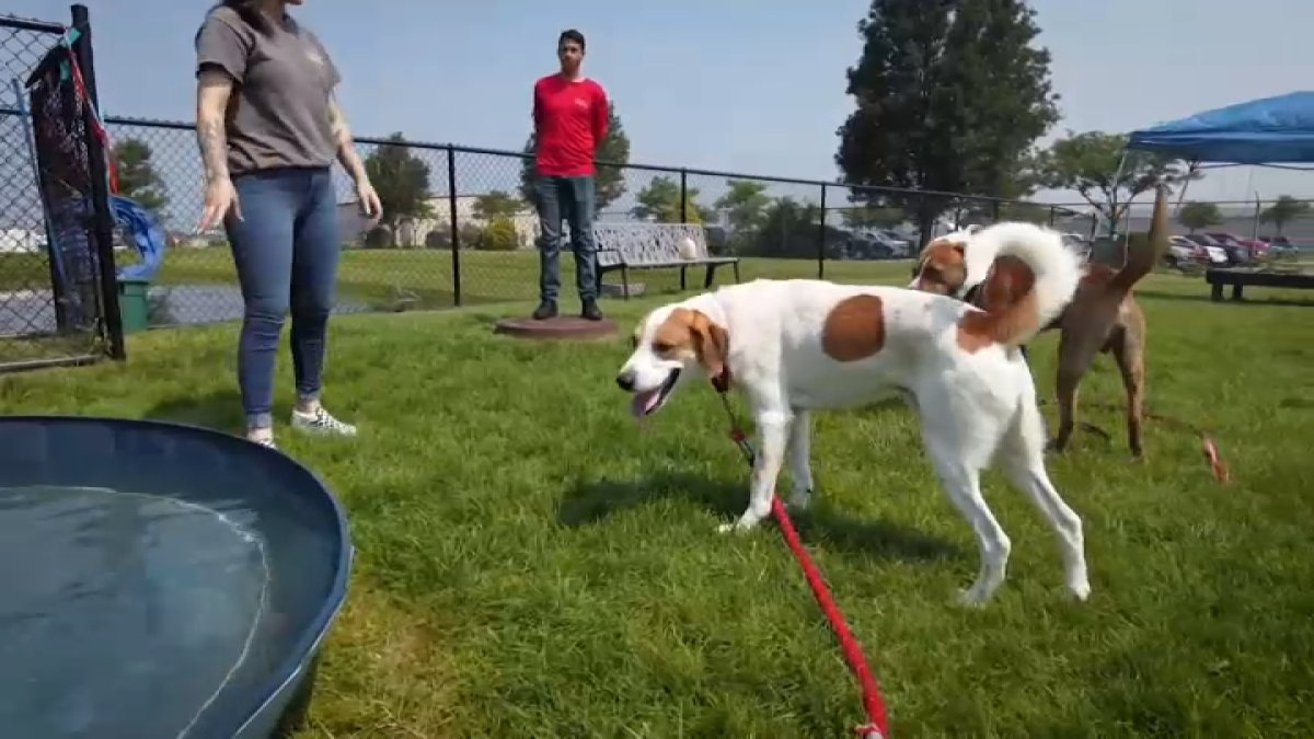 Thousands of animals adopted in Philadelphia, NJ, Delaware and Pennsylvania during Clear the Shelters event – NBC10 Philadelphia - Vimarsana News