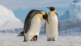 FILE - An Emperor penguin couple with a chick on the feet on the sea ice at Snow Hill Island in the Weddell Sea in Antarctica.