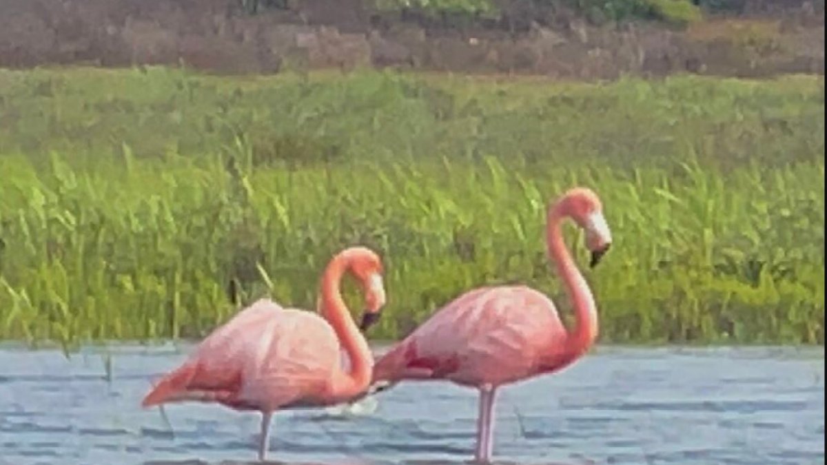Did you know there are flamingos living in the wild in Coronado? – NBC10 Philadelphia - Vimarsana News